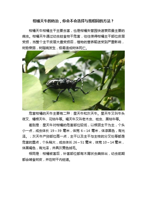 柑橘天牛的防治，你会不会选择与我相同的方法？