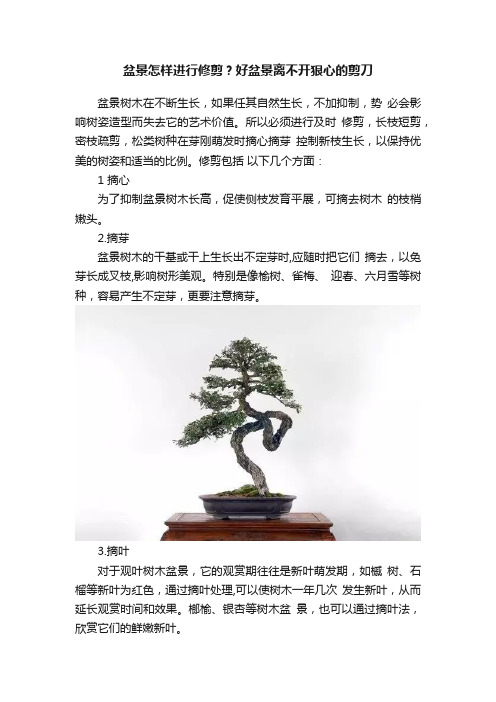 盆景怎样进行修剪？好盆景离不开狠心的剪刀