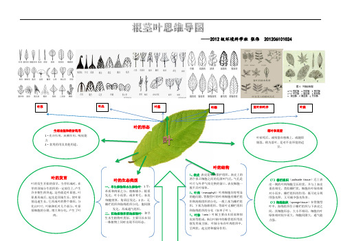 植物学根茎叶结构思维导图