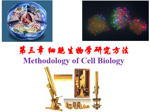 细胞生物学细胞生物学研究方法