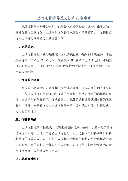 巴西龙骨的养殖方法和注意事项