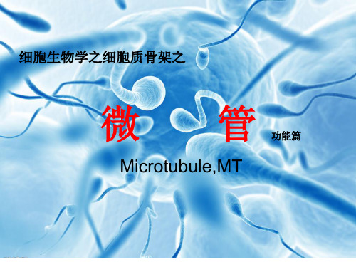 细胞生物学—细胞骨架—微管的功能