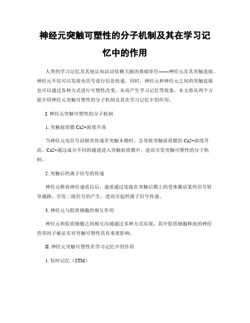 神经元突触可塑性的分子机制及其在学习记忆中的作用