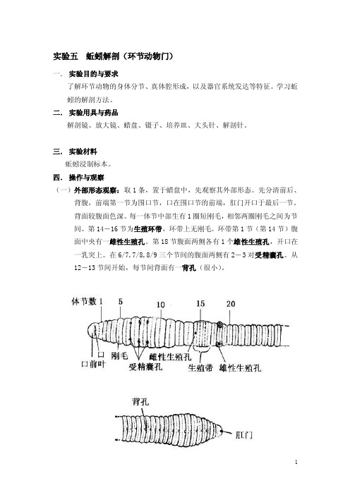 蚯蚓解剖（环节动物门）