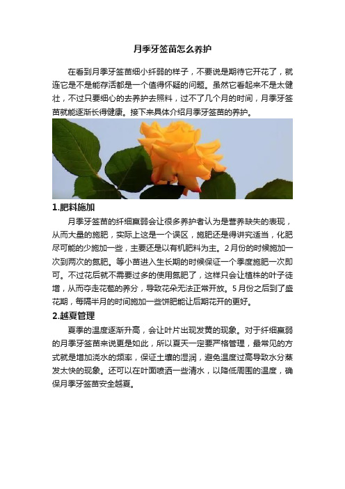 月季牙签苗怎么养护