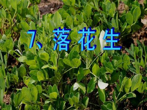 落花生ppt课件