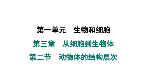 2024年人教版七年级生物上册 第三章 第二节 动物体的结构层次 (训练课件)