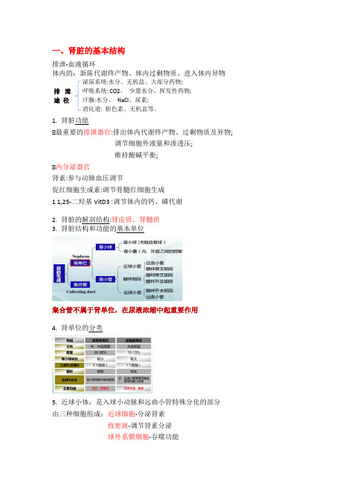 泌尿系统笔记