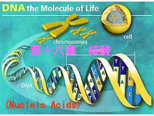 核酸中的碱基(BaseinNucleicAcids)