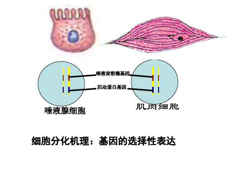 遗传信息的表达