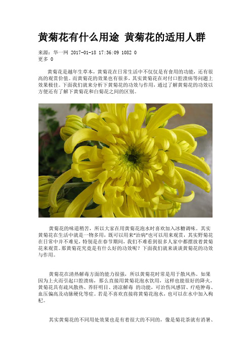 黄菊花有什么用途 黄菊花的适用人群