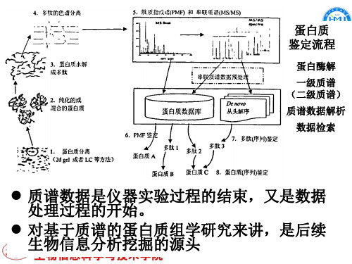 第二章  4 蛋白质鉴定技术--质谱数据分析 end 2