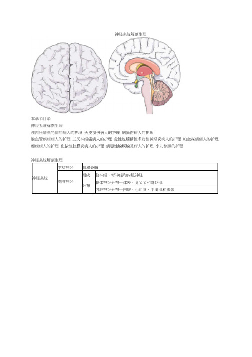 护士资格考试自学张老师精讲第十六章神经系统解剖生理