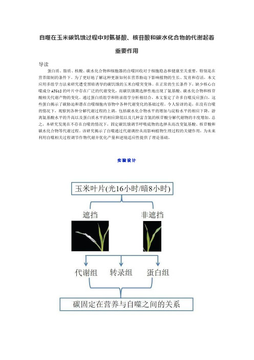 自噬在玉米碳饥饿过程中对氨基酸、核苷酸和碳水化合物的代谢起着重要作用