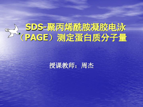 凝胶电泳(PAGE)测定蛋白质分子量