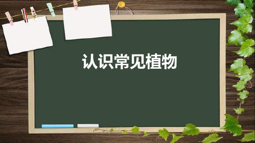 大象版一年级科学下册 (认识常见植物)新课件