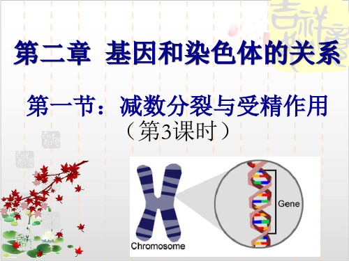 必修二减数分裂和受精作用-ppt精品课件1