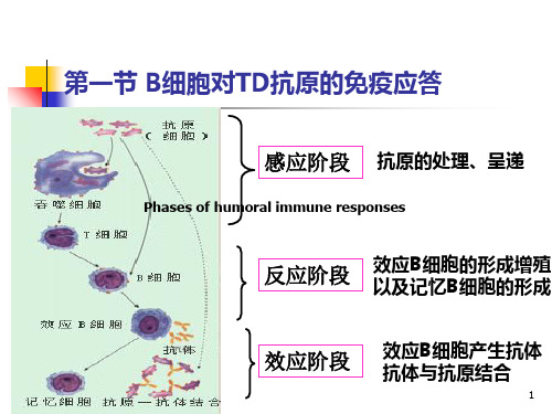 最新2012B淋巴细胞介导的体液免疫应答-PPT文档