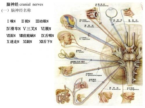 脑神经