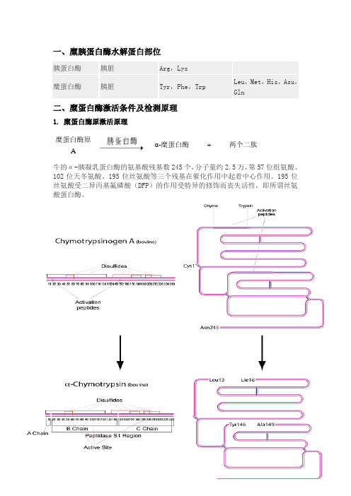 糜胰蛋白酶水解蛋白部位