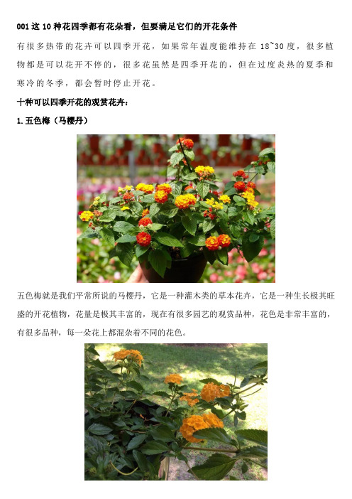 这10种花四季都有花朵看,但要满足它们的开花条件