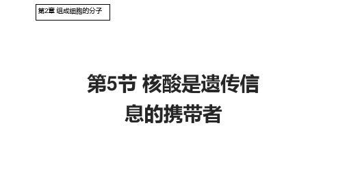 2.5 核酸是遗传信息的携带者课件(共25张PPT)