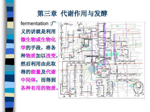 生物化学工程基础(第三章代谢作用与发酵)