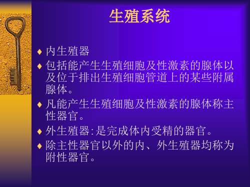 第二篇之第八章男性生殖系统