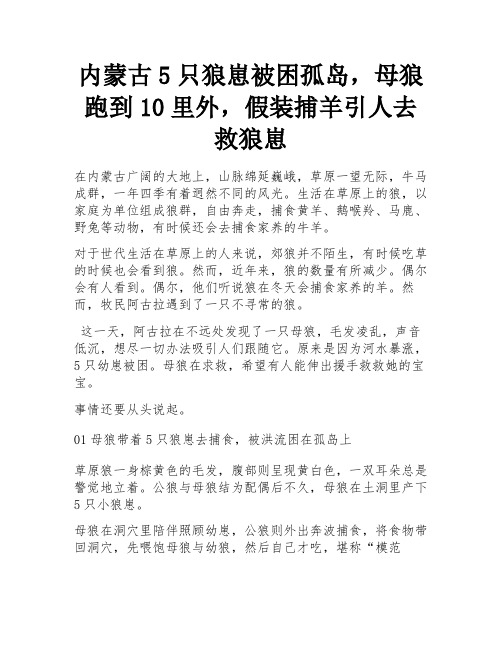 内蒙古5只狼崽被困孤岛,母狼跑到10里外,假装捕羊引人去救狼崽