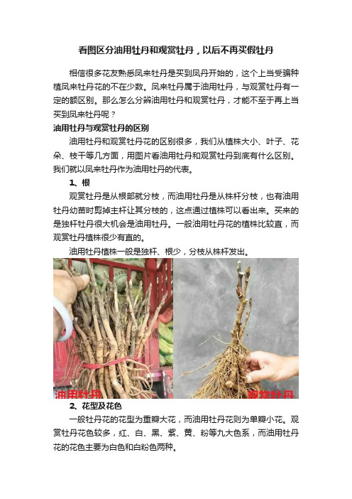 看图区分油用牡丹和观赏牡丹，以后不再买假牡丹