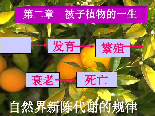 被子植物的一生复习ppt课件