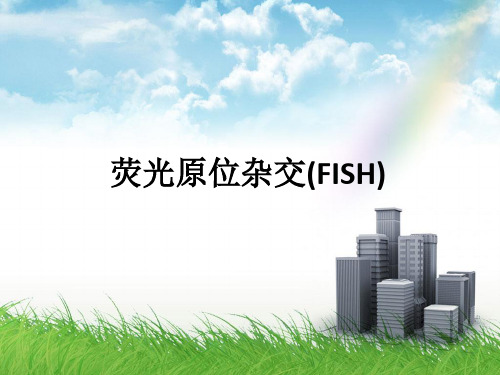 荧光原位杂交(FISH)_ppt课件