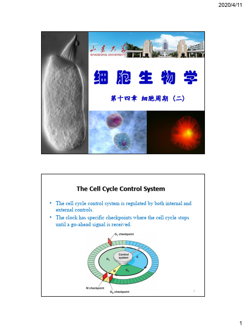 14 细胞周期(二)