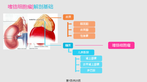 嗜铬细胞瘤影像诊断本PPT课件