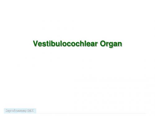 系统解剖 英文版 听觉 Vestibulocochlear Organ