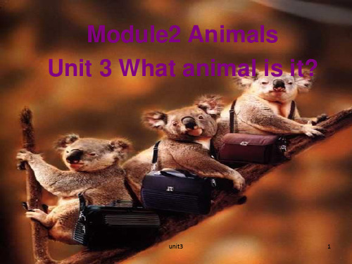 【广州版】六年级英语下册：Unit 3《What animal is it》ppt课件