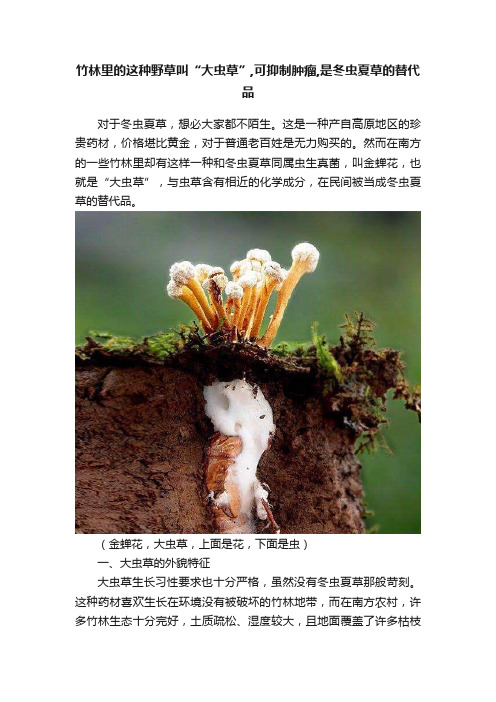 竹林里的这种野草叫“大虫草”,可抑制肿瘤,是冬虫夏草的替代品