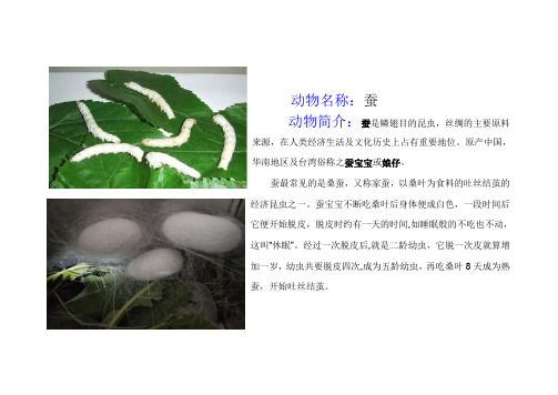 蚕