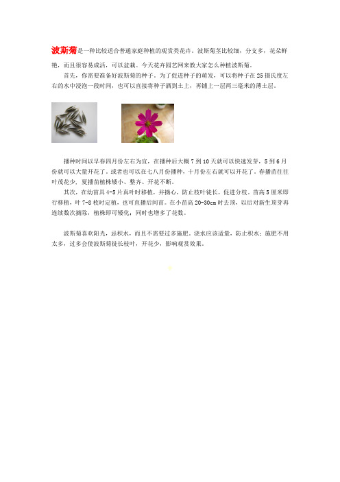 波斯菊介绍