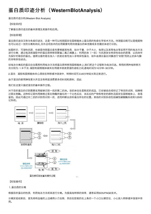 蛋白质印迹分析（WesternBlotAnalysis）