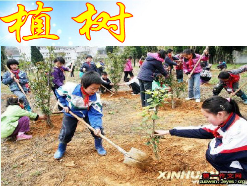 新北师大版三年级上册数学《植树》课件