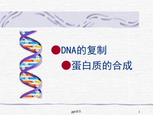 DNA的复制、转录、翻译  ppt课件