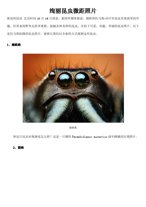 绚丽昆虫微距照片