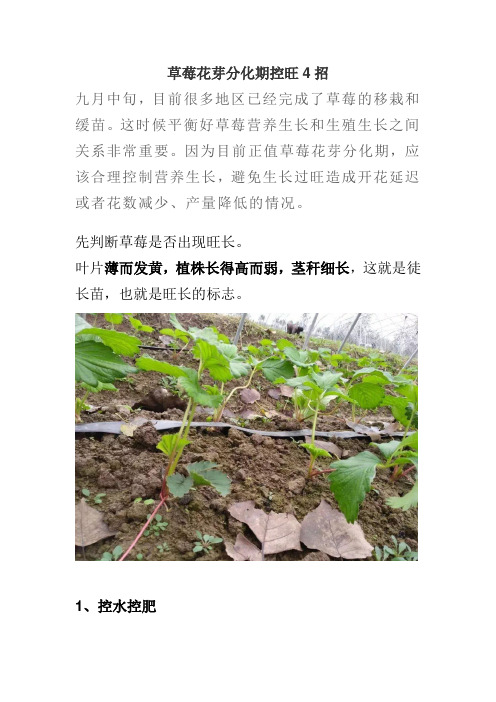 草莓花芽分化期控旺4招