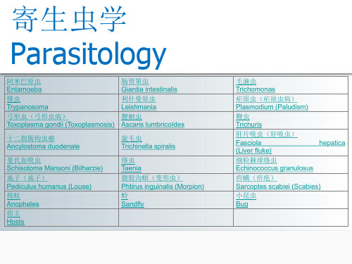 医学生物学ppt图片素材-寄生虫学Parasitology