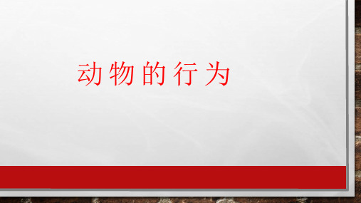 3.4动物的行为—浙教版八年级科学上册课件[1]