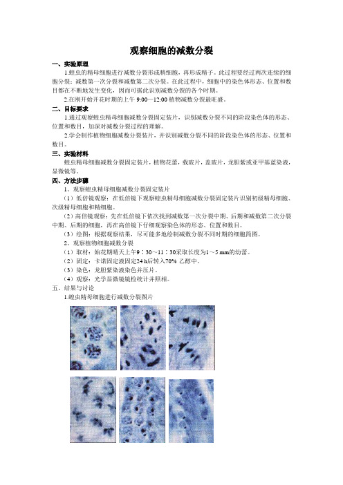 观察细胞的减数分裂