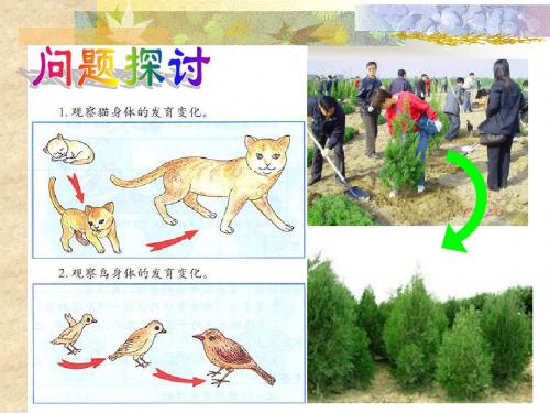 有丝 分裂