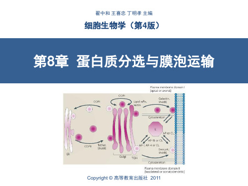 细胞生物学-王版第8章蛋白质分选与膜泡运输—2016