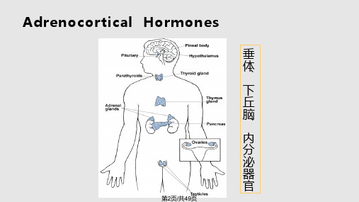 肾上腺皮质激素类药物AdrenocorticalHormones课件